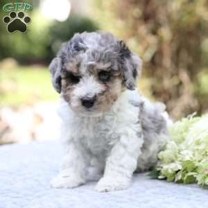 Ringo, Bich-Poo Puppy
